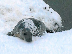 Supporting image for story: West Midland Safari Park in 'Keith' the Stourport seal rescue bid