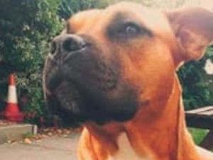 Supporting image for story: Full story of escaped 'dangerous' dog that tried to attack children and injured cop in Shropshire