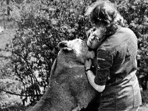 Supporting image for story: How a Halesowen woman's dream to play with lions almost turned to tragedy