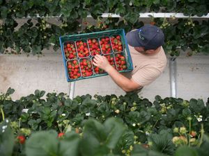 A worker collects strawberries from vertically placed strawberry plants