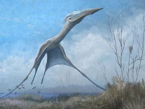 Supporting image for story: Pterosaurs could help engineers design more efficient drones, scientists say