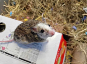 Denim at the RSPCA's Birmingham centre is another longer stay 'resident'