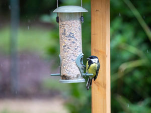 Supporting image for story: RSPCA says bird flu scare is 'timely reminder' to look after garden birds