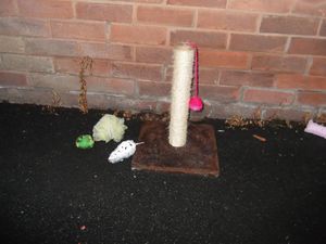 Supporting image for story: Fur flies after letter sent to residents to pay £50 after cat scratching post left on Wellington street
 