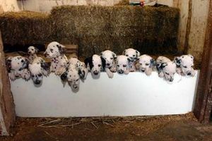 Supporting image for story: Sixteenth dalmatian gives birth to 16 dalmatians