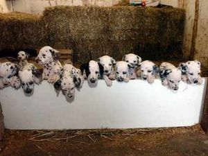 Supporting image for story: Sixteenth dalmatian gives birth to 16 dalmatians
