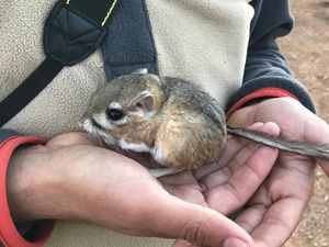 Supporting image for story: Kangaroo rat on brink of extinction resurfaces after 32 years