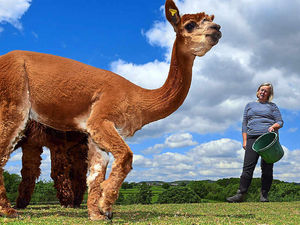 Supporting image for story: Fears for health of alpaca herd over Ludlow solar farm plan