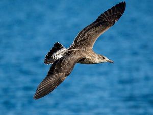 Supporting image for story: Could a sea bird’s sense of smell be key to navigating the oceans?