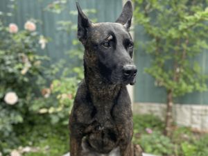 Supporting image for story: Police dog attacked with brick and six officers injured in ‘abhorrent’ violence