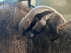 Supporting image for story: Baby anteater clings onto mother after becoming first-ever born at Dudley Zoo