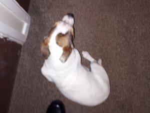 Supporting image for story: Benji the terrier sniffs out Shrewsbury suspect hiding under bed with 'hide and seek'