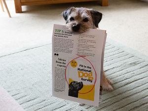Supporting image for story: Shropshire dog lovers invited to join national survey and help sniff out the UK's favourite breed