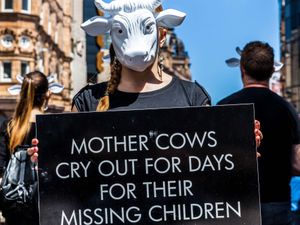 Supporting image for story: Vegan charity Viva! ad featuring baby being taken from mother banned