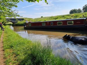Supporting image for story: Firefighters help cow stranded in the canal near Ellesmere