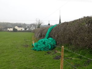 Supporting image for story: Demonstration cancelled as bird netting removed from hedgerow