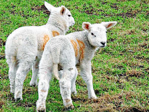 Supporting image for story: Farming Talk: Itchy feet over unseasonably mild weather