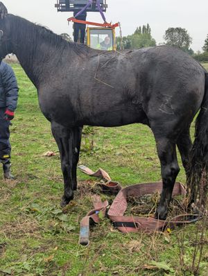 Success! Pictures: Wellington Amber Watch