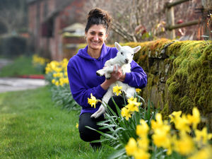 Supporting image for story: Baby lamb galore at Lower Drayton Farm