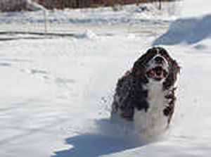 Supporting image for story: Melting of ice is a threat