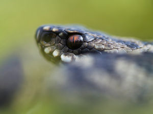 Supporting image for story: Girl bitten by venomous adder during Easter picnic in Stourbridge 