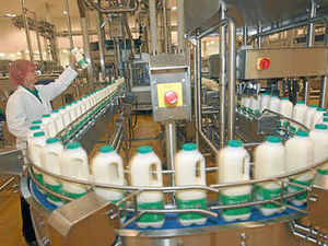 Supporting image for story: Why dairies are not creaming off milk profits