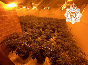 Plants discovered at the property. Picture: West Mercia Police