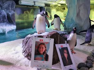Supporting image for story: Birmingham Sea Life Centre penguins pick out the perfect partners for Valentine's date