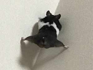 Supporting image for story: Daring hamster escapologist draws comparisons with Jean-Claude Van Damme