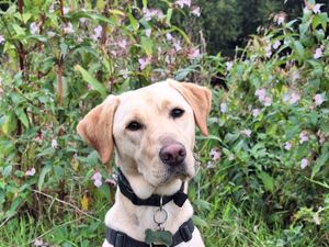 Supporting image for story: Meet the latest cute guide dogs to start training in Shrewsbury, as charity appeals for more homes