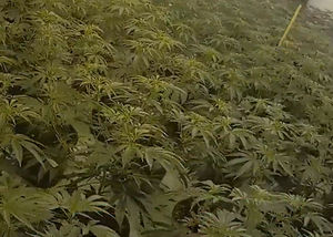 The joint operation shut down cannabis factories that officals estimate could produce millions of pounds of cannabis (Image: NCA)