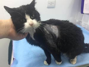 Supporting image for story: RSPCA warning over cat collars