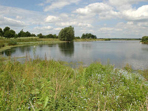 Supporting image for story: Rare birds flourishing at Staffordshire nature reserve