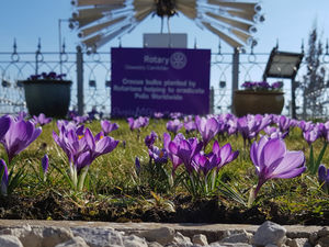 Supporting image for story: Crocus are a sign of the Rotary organisation's fight against polio