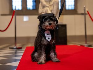 Supporting image for story: Queen’s University becomes first in UK to recognise role of pets