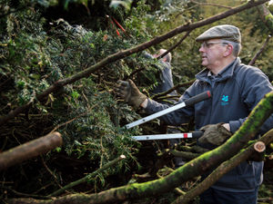 Supporting image for story: Praise for volunteers in pruning effort of Great Yew tree at Shugborough