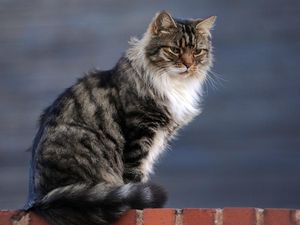 Supporting image for story: Pets found to be carrying bugs resistant to humans-only antibiotic