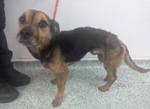 Chase also gained weight in care and quickly shifted the fleas that were causing his distress and skin irritation.