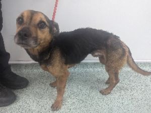 Supporting image for story: Walsall couple slapped with 10-year pet ban after neglecting dogs and kittens