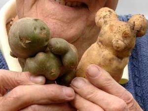 Supporting image for story: Wacky veg look like teddy and jelly baby