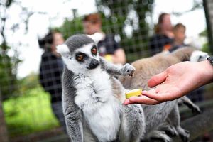 Supporting image for story: Telford's Hoo Farm reopens for the season