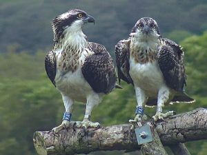 Supporting image for story: Osprey found dead on beach sparks police investigation