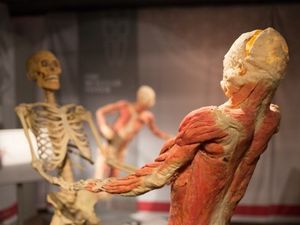 Supporting image for story: One-off summer classes held today at Real Bodies in Birmingham