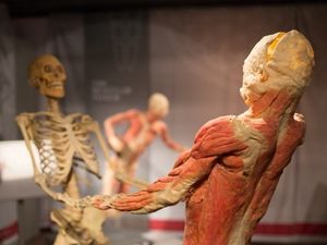 Supporting image for story: One-off summer classes held today at Real Bodies in Birmingham