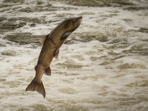 Supporting image for story: Leaping for joy at Shrewsbury salmon sightings - with video and pictures