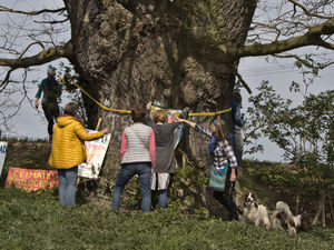 Supporting image for story: Campaigners gather at Shrewsbury's Darwin Oak to protest North West Relief Road