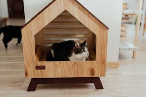 Supporting image for story: I'm a cat expert, and here's how long Shropshire pet owners can really leave their pets alone for