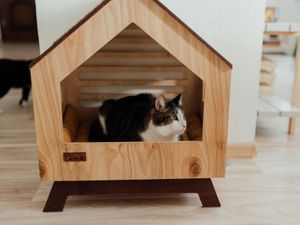 Many cat owners assume they can leave for their pet for longer than they actually can - Animal News Agency 