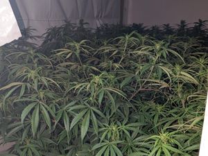 Supporting image for story: Three Albanian 'cannabis gardeners' jailed for separate drugs operations in Telford