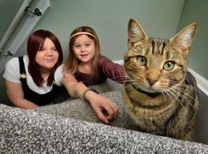 Supporting image for story: Cleo the missing cat enjoys high life in spa hotel after mystery 90-mile journey